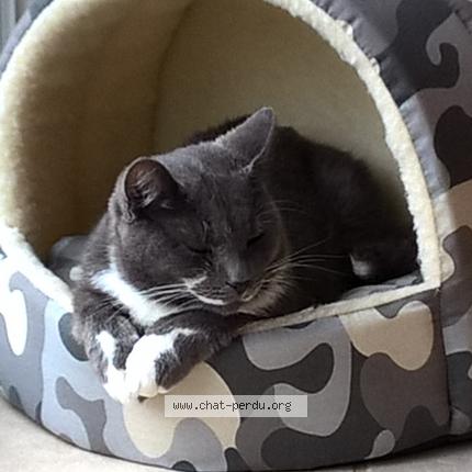 Photo 1/1 Le Voyou Chat lost in Saint andre des eaux