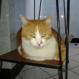 Picture of cat lost at Chauny