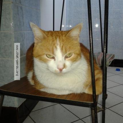 Photo 1/1 léonard Chat lost in Chauny