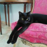 Picture of cat lost at Roaillan