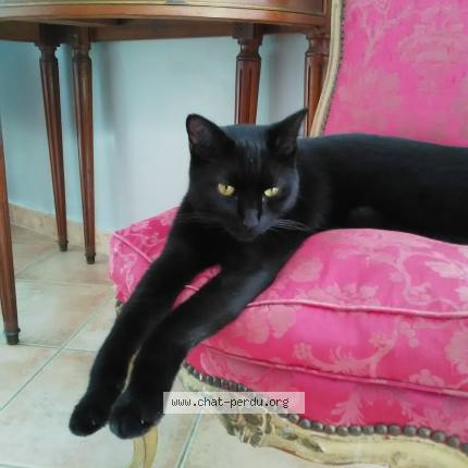 Photo 1/1 ONYX Chat lost in Roaillan