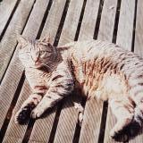 Picture of cat lost at Le Plessis Brion
