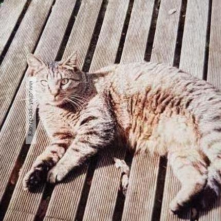 Photo 1/1 Mimine Chat lost in Le plessis brion