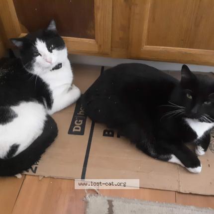 496655 Apollo Lost Cat In Columbus Lost Cat United States