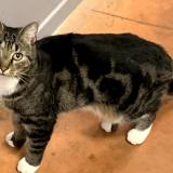 Picture of cat lost at Lyon