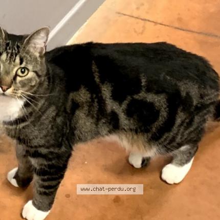 Photo 1/1 Léon Chat lost in Lyon