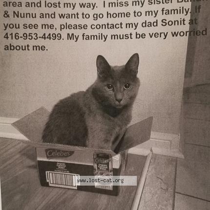 lost cat scarborough