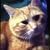 Picture of cat lost at Castries