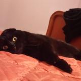 Picture of cat lost at Taintrux