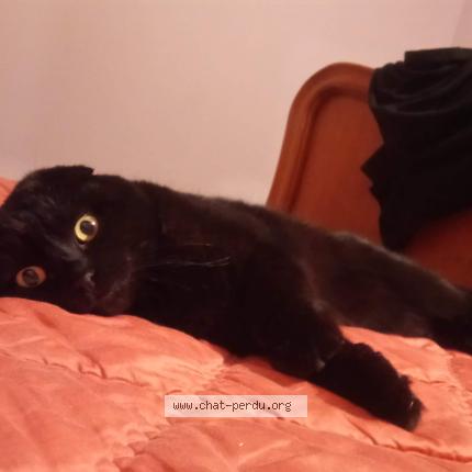 Photo 1/1 PANTHERA Chat lost in Taintrux