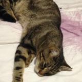 Picture of cat lost at Bourseul