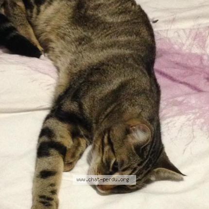 Photo 1/1 Lion Chat lost in Bourseul