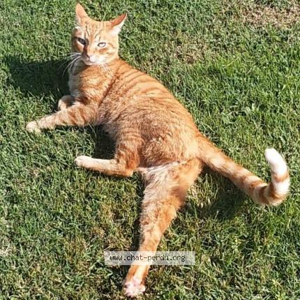 Photo 1/1 Garfield Chat lost in Bonnegarde