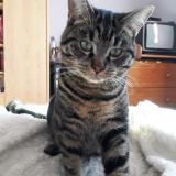 Picture of cat lost at Corent