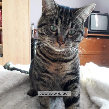 Photo 1/1 Pilou Chat lost in Corent