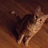 Picture of cat lost at Paris