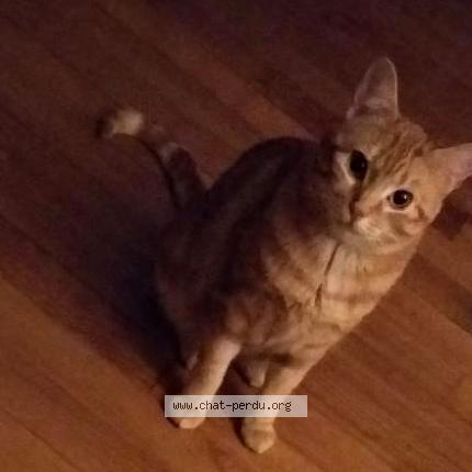 Photo 1/1 Muezza Chat lost in Paris