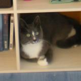Picture of cat lost at Bongheat Egliseneuve Pres Billom