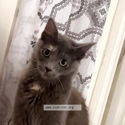 500676 Stormi Lost Cat In San Diego Lost Cat United States