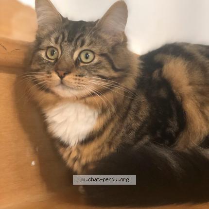 Photo 1/1 Brookklyn Chat lost in Butry sur oise