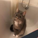 Picture of cat lost at Berlin