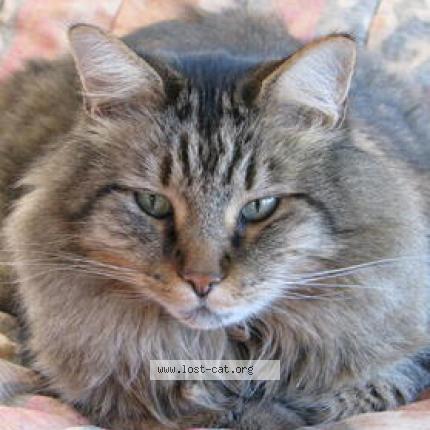 Photo 1/1 Gordy Chat lost in Prescott