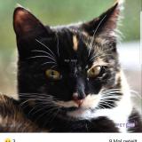 Picture of cat lost at Beinheim Elsass