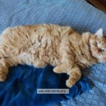 Photo 1/1 HARRY Chat lost in La sauve