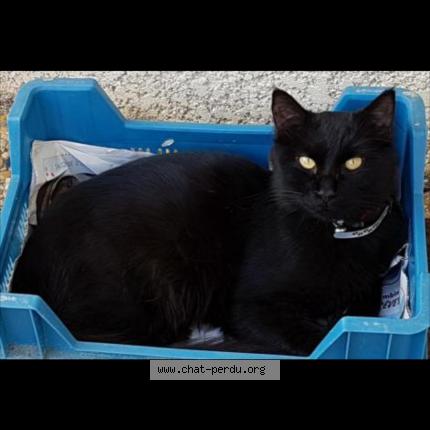 Photo 1/1 OTIS Chat lost in Narbonne