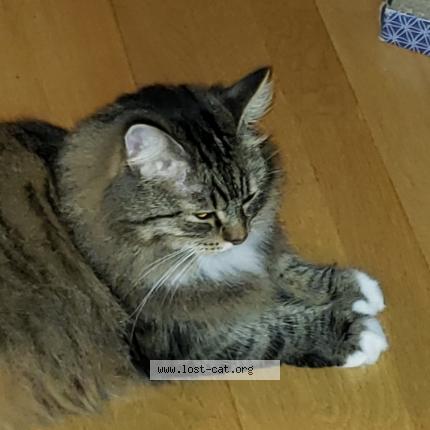 Photo 1/1 Obi Manchitas Chat lost in Jamul