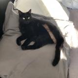 Picture of cat lost at Aubagne