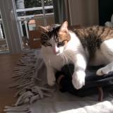 Picture of cat lost at Chamouille