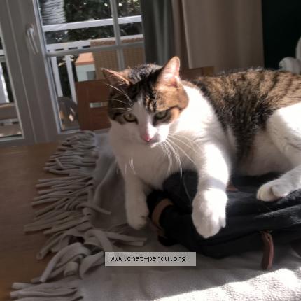 Photo 1/1 pilepoil Chat lost in Chamouille