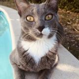 Picture of cat lost at Saint Saturnin Les Avignon