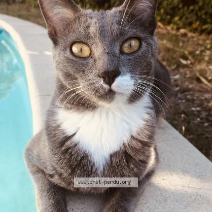 Photo 1/1 Oscar Chat lost in Saint saturnin les avignon