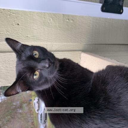 503592 Channel Lost Cat In Kirkland Lost Cat United States