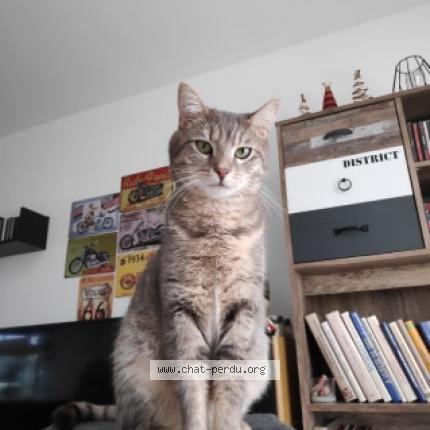 Photo 1/1 floki Chat lost in La renaudiere