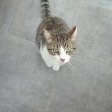 Picture of cat lost at Vertou