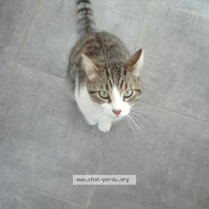 Photo 1/1 ZOUZOU dit 'BIBI' Chat lost in Vertou