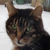 Picture of cat lost at Bobigny