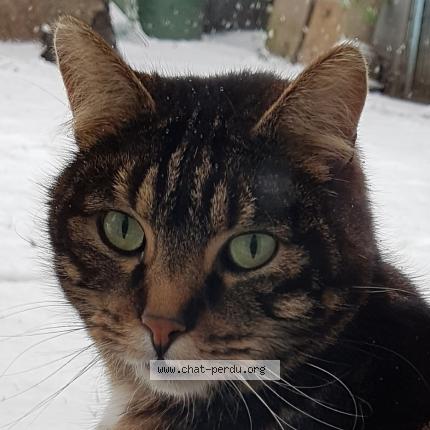 Photo 1/1 Bill Chat lost in Bobigny