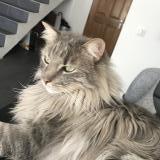 Picture of cat lost at Bandol