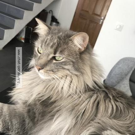 Photo 1/1 Mickey Chat lost in Bandol