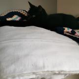 Picture of cat lost at Pollestres