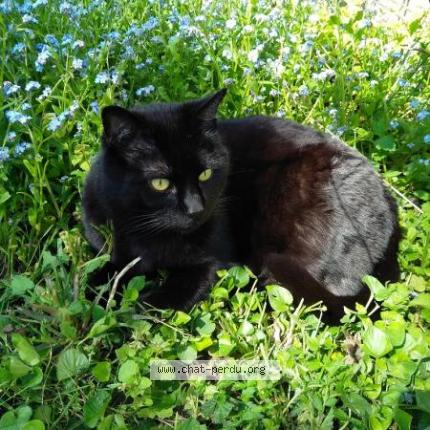 Photo 1/1 CHOUPY Chat lost in Orly