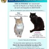 Picture of cat lost at La Teste De Buch