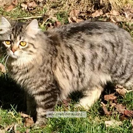 Photo 1/1 HARPER Chat lost in La celle saint cloud