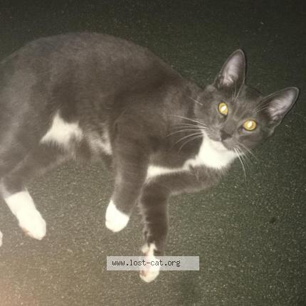 508251 Found Cat In Fort Collins Lost Cat United States