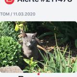 Picture of cat lost at Menetrol