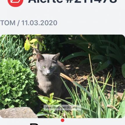 Photo 1/1 TOM Chat lost in Menetrol